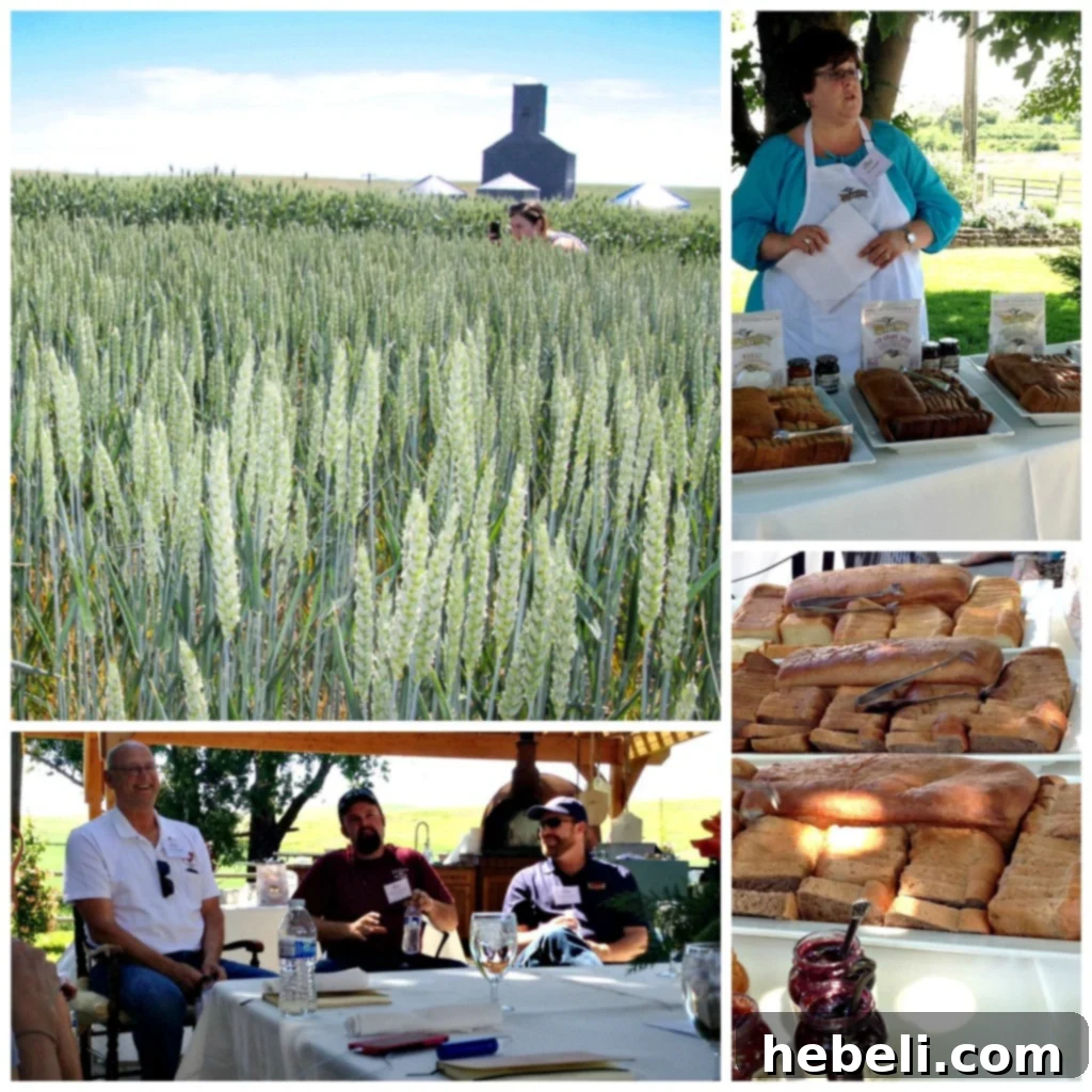 White Lily and Shepherd's Grain - Farmers and experts discussing the new flour blends.