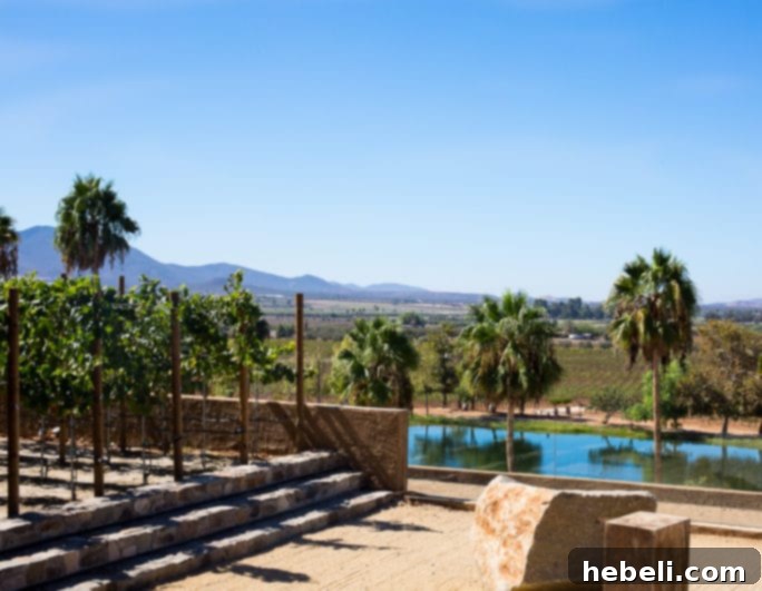 Ruby Princess Cruise Wine Excursion in Ensenada Mexico, capturing the serene beauty of the winery.