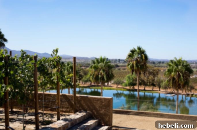 Ruby Princess Cruise Wine Excursion in Mexico, showcasing the breathtaking valley views from the winery.