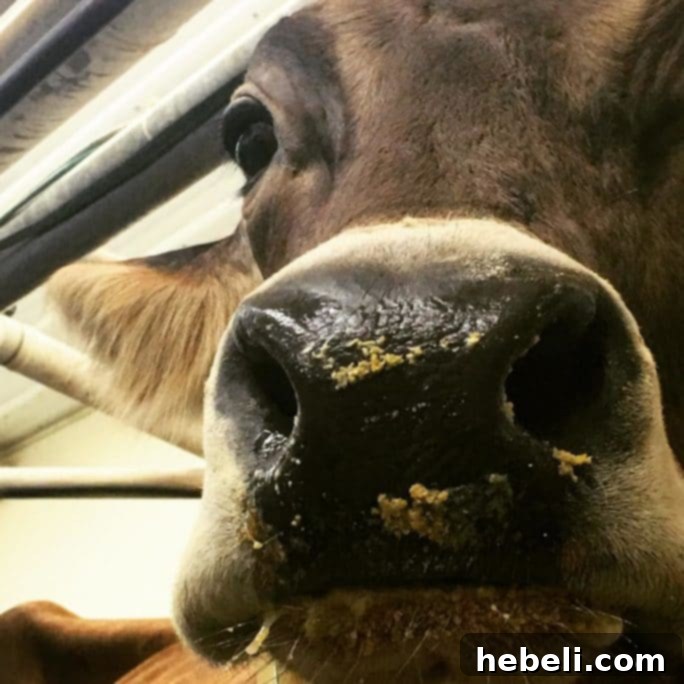 Panoramic view of Ohio Dairy Farms with many cows.