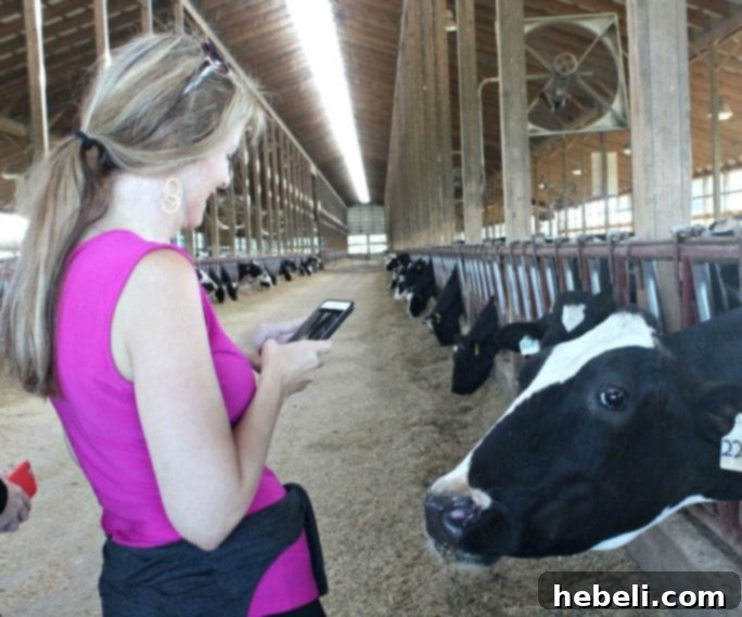 A cow being milked at Clardale Farms in Ohio.