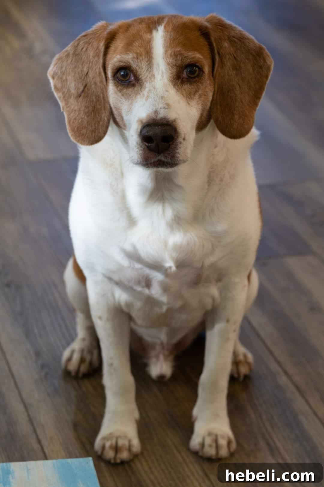 Sticky Brown Sugar Garlic Pork Chops 3 A close-up image of a succulent bone-in pork chop, highlighting its juicy texture and rich glaze.