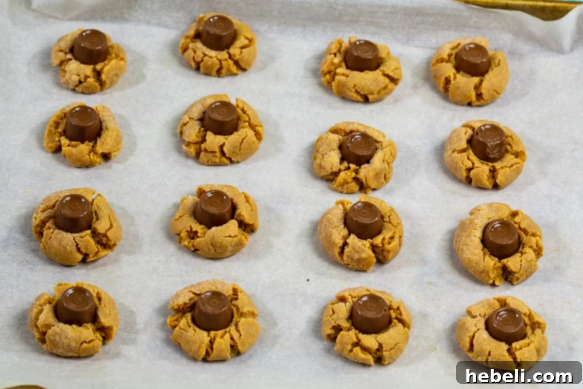 Chewy Caramel Chocolate Blossoms 4 Rolo candies being pressed into warm cookie dough balls fresh from the oven.