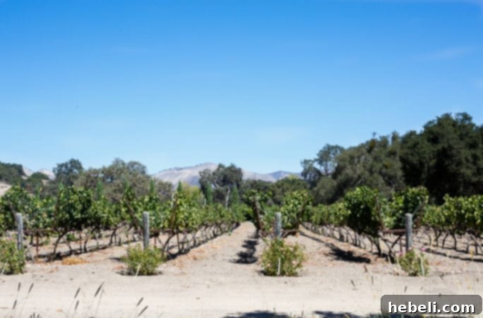 A selection of Fess Parker Winery's fine wines displayed, ready for tasting or purchase