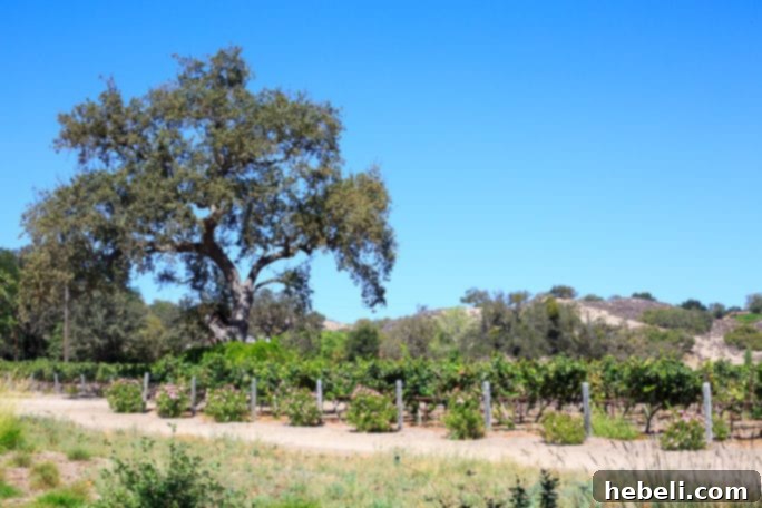 Guests enjoying a wine tasting at Fess Parker Winery, seated under a shaded outdoor area, overlooking the vineyards