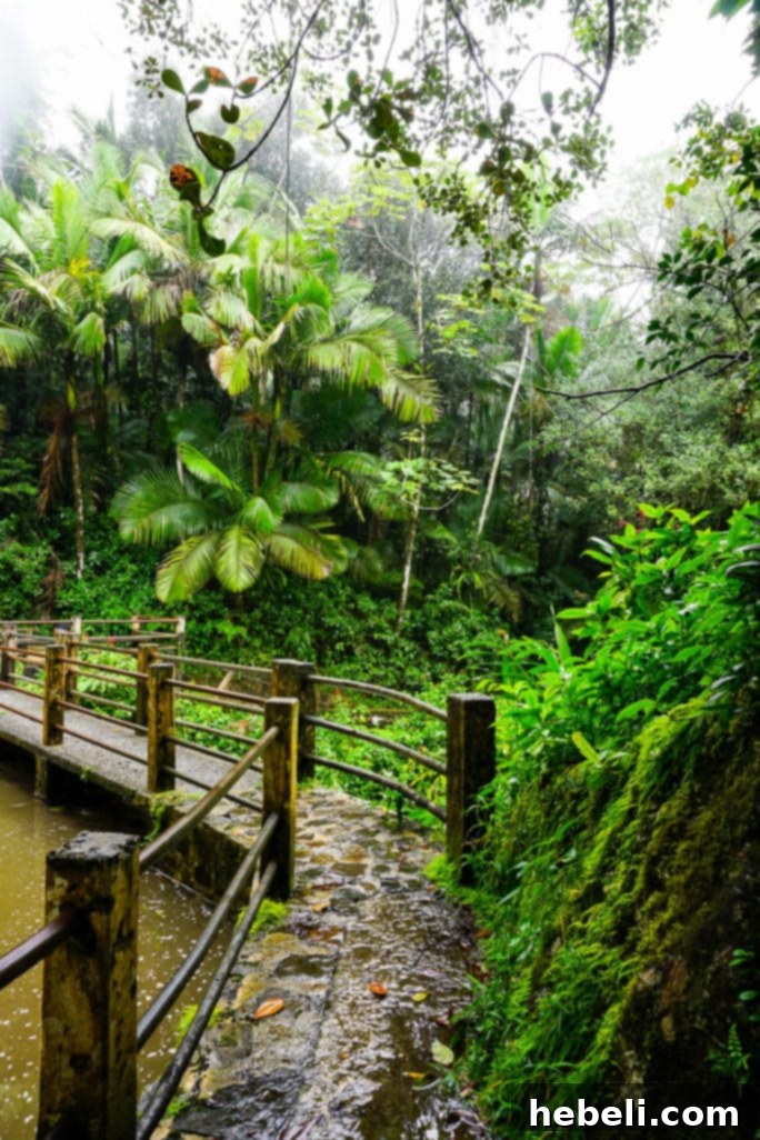 El Yunque Rainforest in Puerto Rico