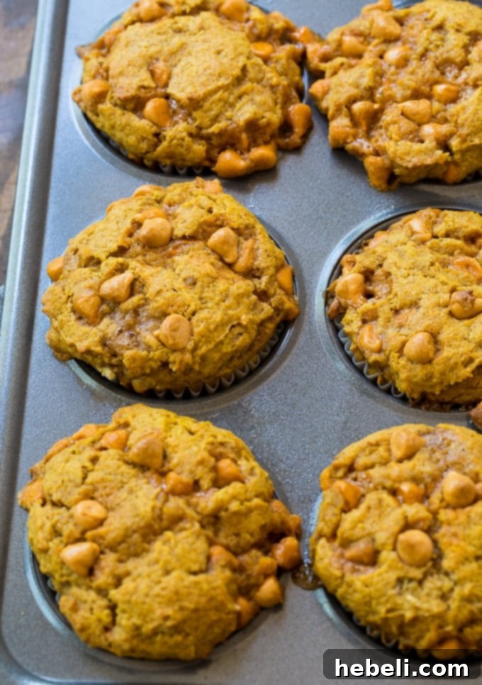 Closeup of a freshly baked Pumpkin Butterscotch Muffin, showing its moist interior and scattered butterscotch chips.