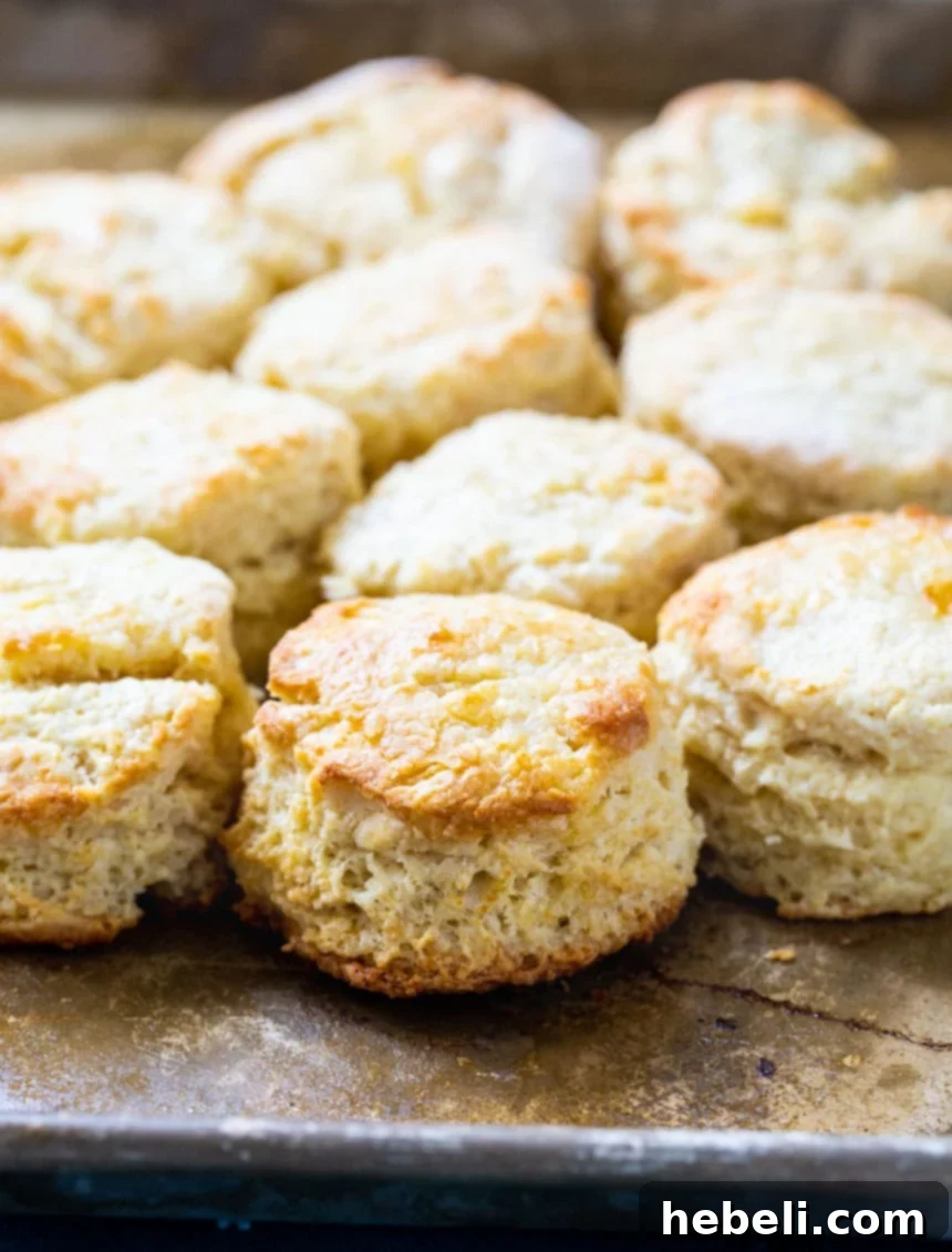 A close-up of Sweet Little Biscuits arranged neatly on a baking sheet, highlighting their fluffy texture and uniformly golden-brown tops.