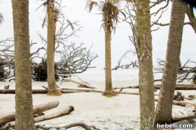 Hunting Island State Park South Carolina Coastal View