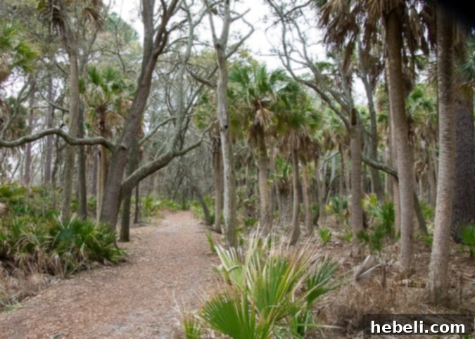 Hunting Island State Park in South Carolina Coastal Trees