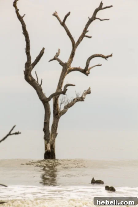Hunting Island State Park Boneyard Beach